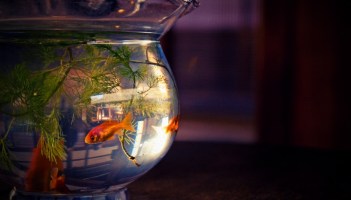 Fish in a fishbowl