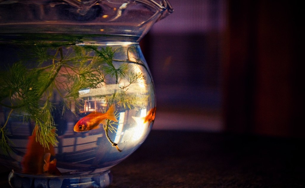 Fish in a fishbowl