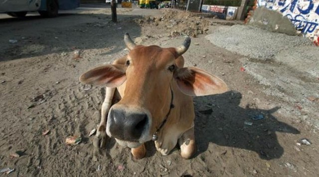 funny cow